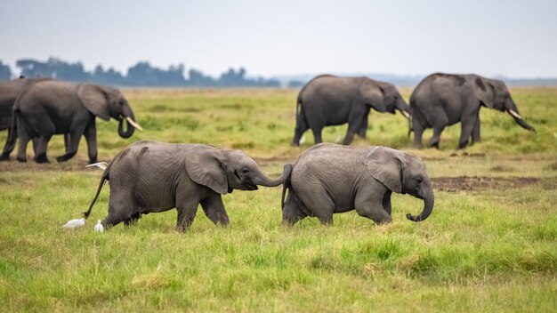 Dois jovens elefantes brincando no rebanho de animais engraçados