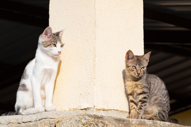 Dois jovens gatinhos perdidos sentados em cima de uma parede descansando e se aquecendo ao sol da manhã para se aquecer enquanto olham para baixo