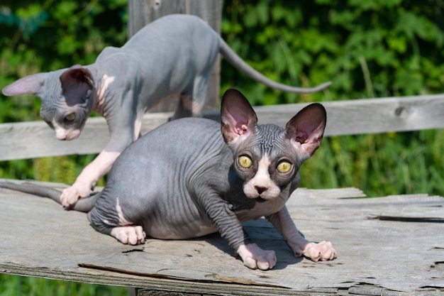 Dois jovens gatos Sphynx de cor preto e branco brincando perto do gatil ao ar livre no dia ensolarado de verão