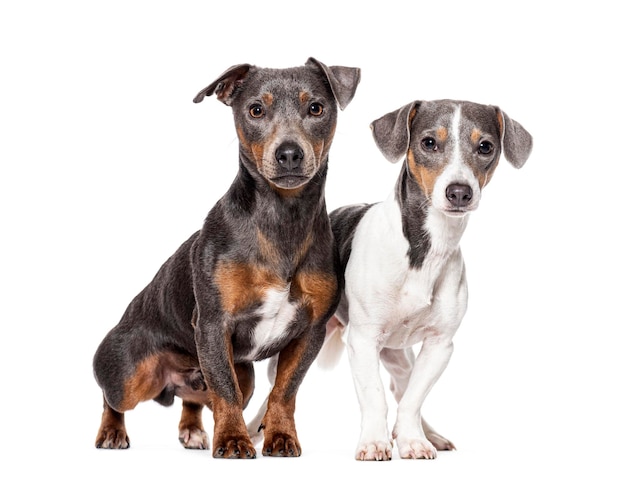 Dois jovens Jack Russell Terriers olhando para a câmera isolados em branco