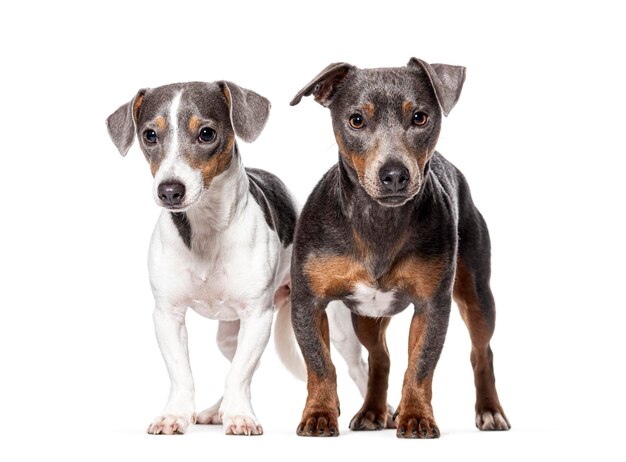 Dois jovens Jack Russell Terriers olhando para a câmera isolados em branco