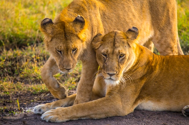 Dois jovens leões no Masai Mara Kenya