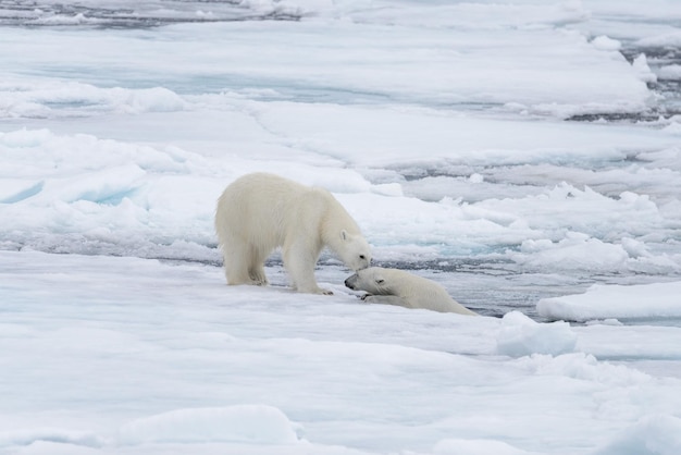 Dois jovens ursos polares selvagens brincando no gelo no mar Ártico ao norte de Svalbard