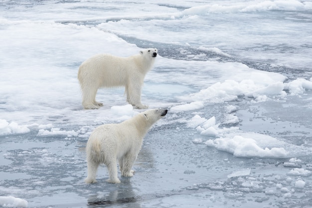 Dois jovens ursos polares selvagens brincando no gelo no mar ártico, ao norte de svalbard