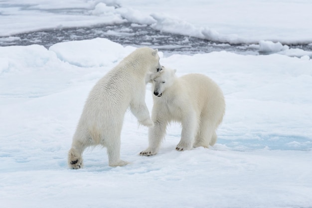 Dois jovens ursos polares selvagens brincando no gelo no mar Ártico ao norte de Svalbard