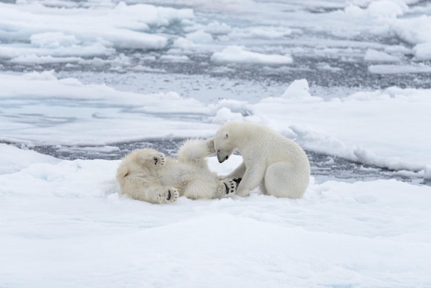 Dois jovens ursos polares selvagens brincando no gelo no mar Ártico ao norte de Svalbard