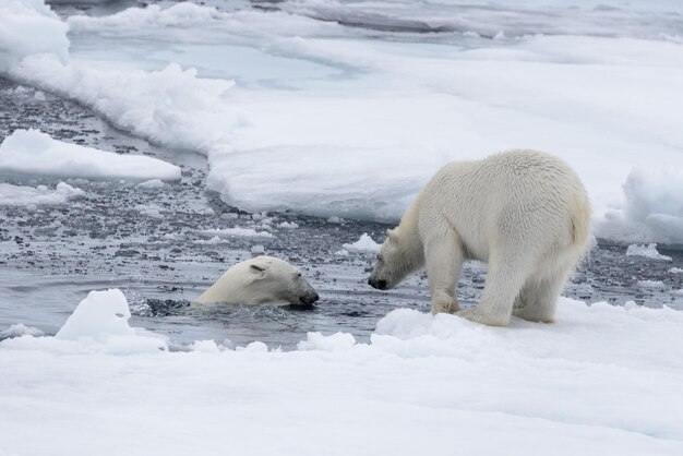 Dois jovens ursos polares selvagens brincando no gelo no mar Ártico ao norte de Svalbard