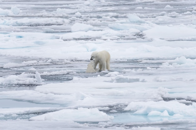 Dois jovens ursos polares selvagens brincando no gelo no mar Ártico ao norte de Svalbard