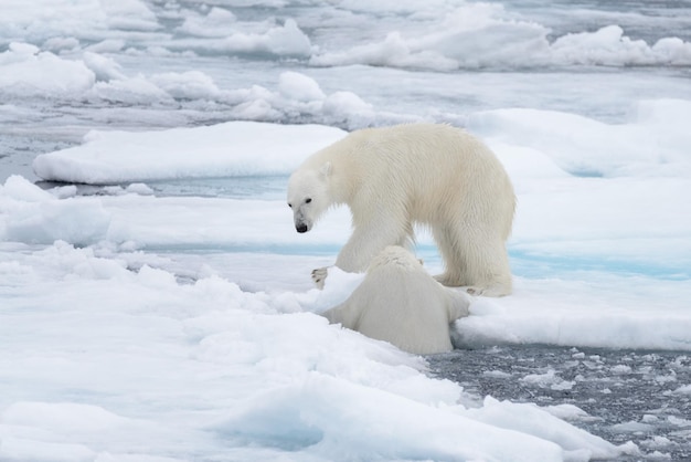 Dois jovens ursos polares selvagens brincando no gelo no mar Ártico ao norte de Svalbard