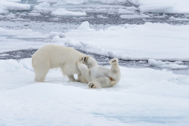 Dois jovens ursos polares selvagens brincando no gelo no mar Ártico
