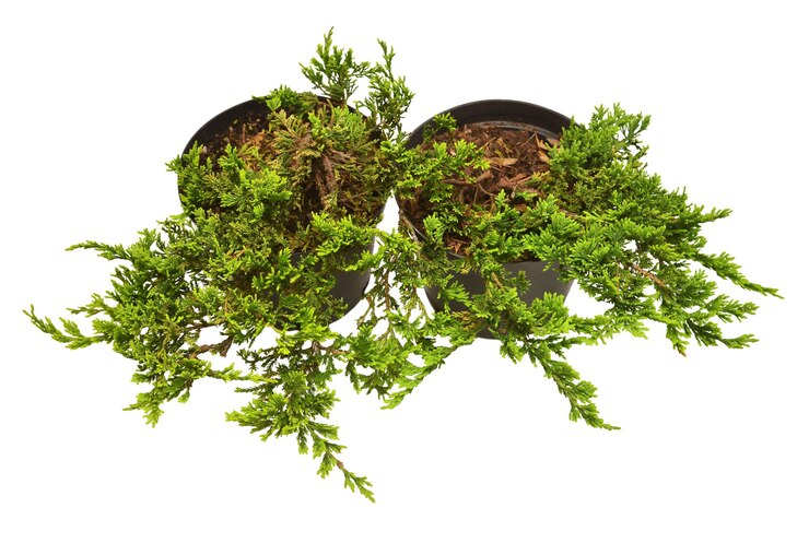 Foto dois juniperus horizontalis golden carpet em uma panela isolada em fundo branco árvores coníferas vista superior plana