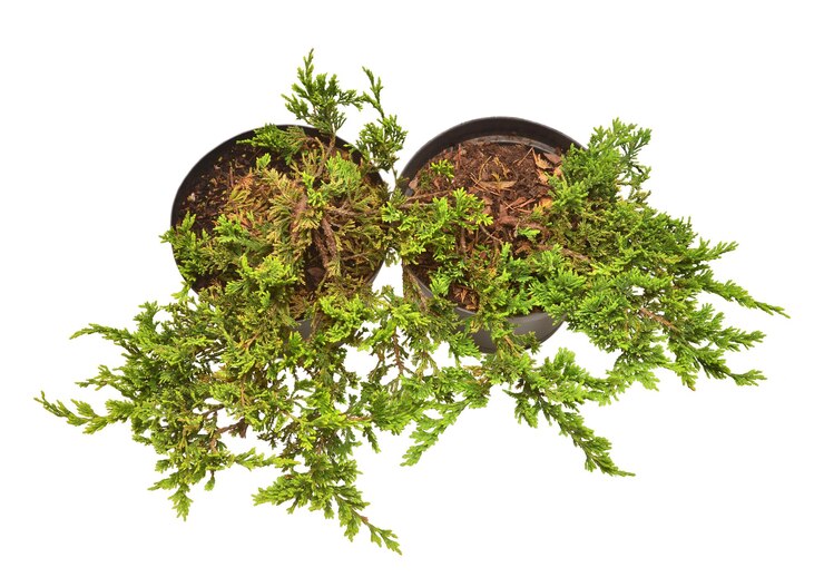 Foto dois juniperus horizontalis golden carpet em uma panela isolada em fundo branco árvores coníferas vista superior plana