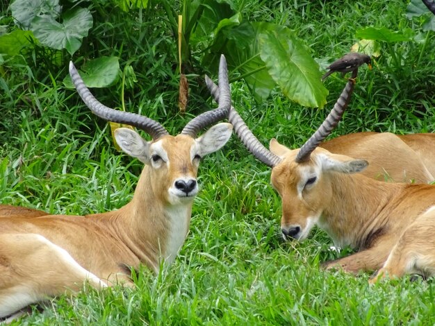 Foto dois kob num campo