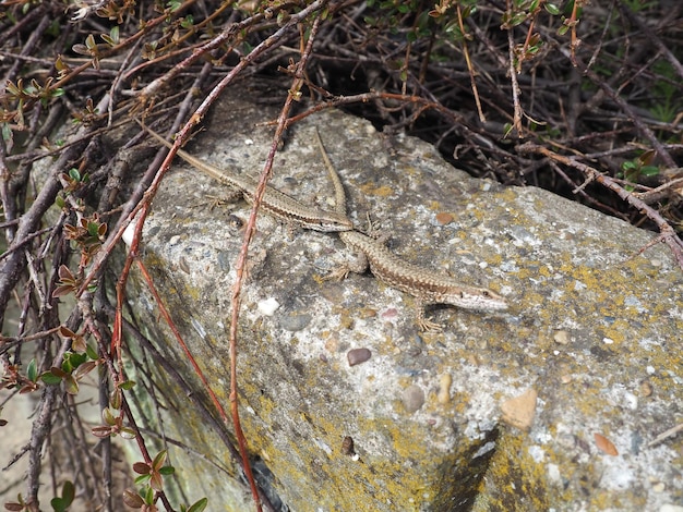 Dois lagartos em uma pedra Pequenos lagartos marrons congelaram na superfície de pedra do parapeito no parque da cidade Os animais se aquecem ao sol e ouvem o que está acontecendo ao redor