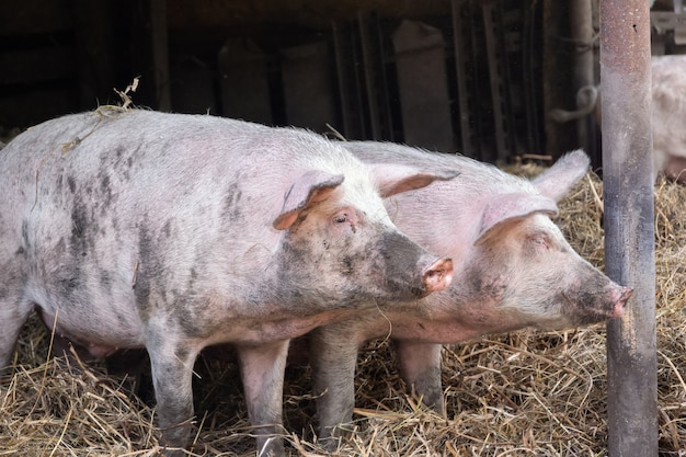 Dois leitões fofos em um chiqueiro na palha