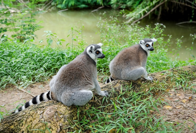 Dois lemur-de-cauda-anelada ou lemur catta sentado na árvore da raiz.