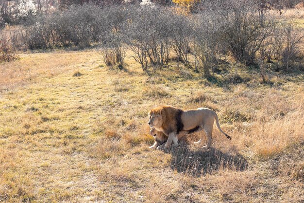 Dois leões majestosos na família da savana, orgulho dos animais selvagens