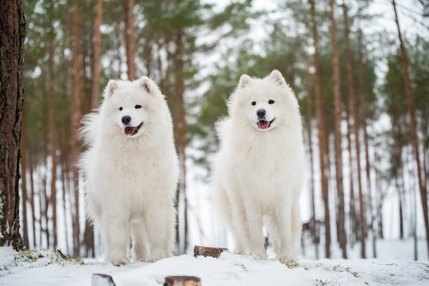 Dois lindos cachorros brancos samoyed fofos na floresta de inverno, carnikova, no báltico