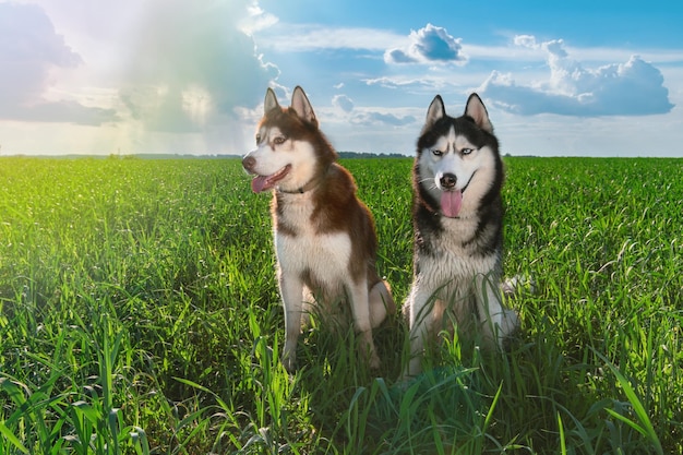 Dois lindos cães husky no prado ensolarado verde