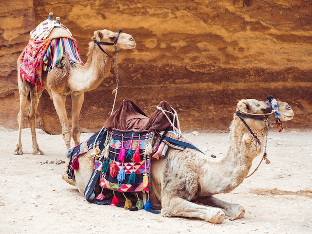 Dois lindos camelos no fundo da rocha