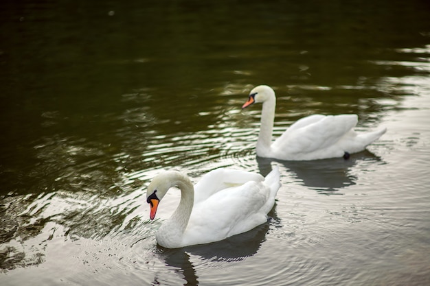 Dois lindos cisnes brancos no lago