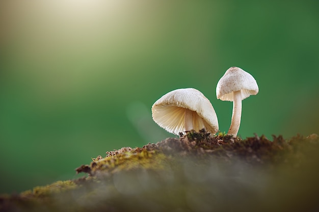 dois lindos cogumelos na floresta tropical