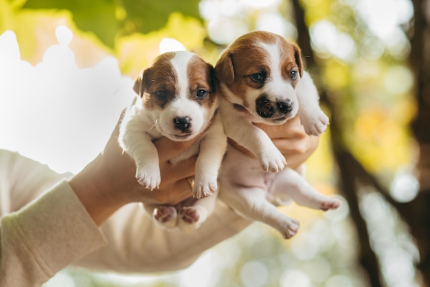 Dois lindos filhotes de Jack Russell Terrier em mãos humanas com um mês de idade