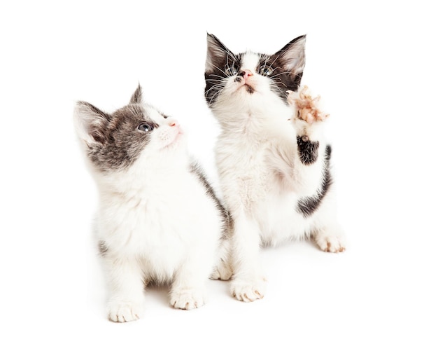 Dois lindos gatinhos brincalhões