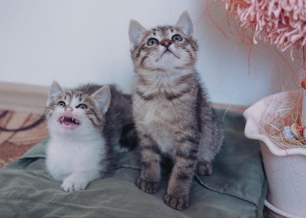 Dois lindos gatinhos malhados sentam-se um ao lado do outro e posam.