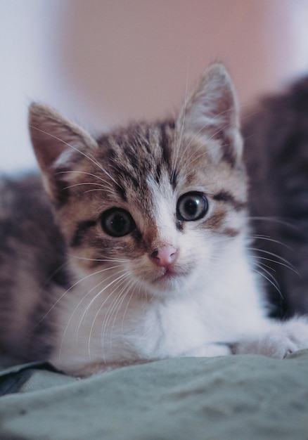 Dois lindos gatinhos malhados sentam-se um ao lado do outro e posam.