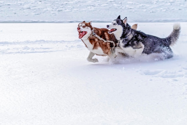 Dois lindos huskies siberianos estão brincando na neve