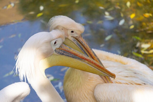 Dois lindos pelicanos brancos