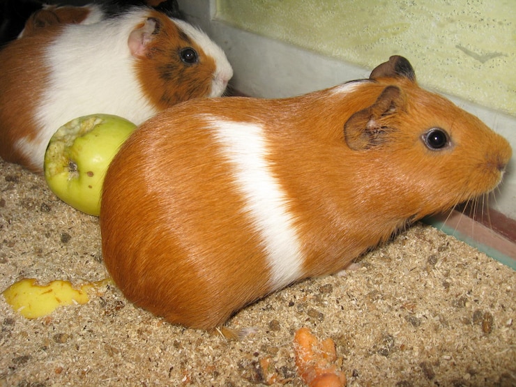 Foto dois lindos porquinhos de guiné castanhos com maçã