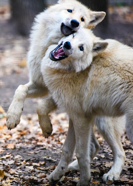 Dois lobos árticos lutando