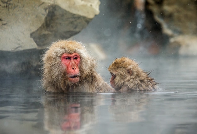 Dois macacos japoneses estão sentados na água em uma fonte termal. Japão. Nagano. Jigokudani Monkey Park.