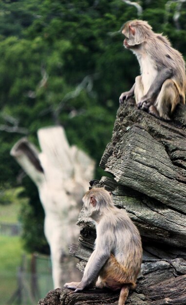 Foto dois macacos sentados numa árvore