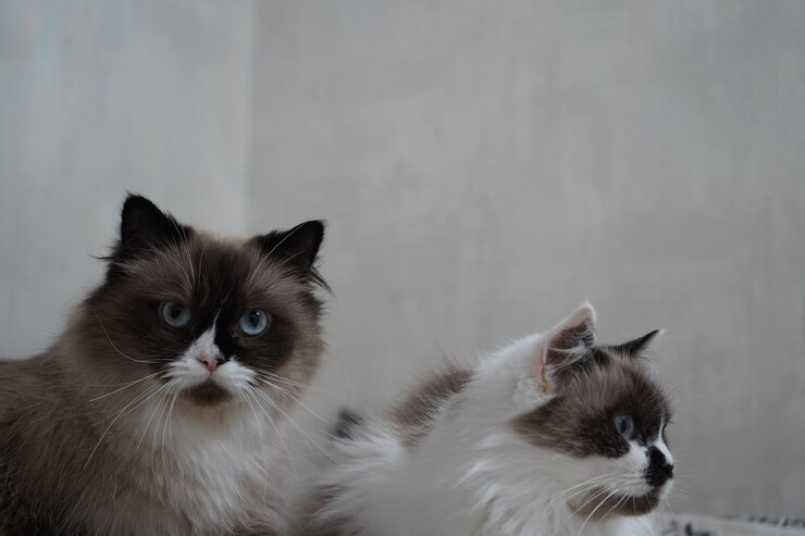 Foto dois majestosos gatos com olhos azuis e peles luxuosas capturam o centro das atenções sua raça neva masquerade brilha em todos os detalhes sua pelagem fofa acrescenta ao seu apelo irresistível