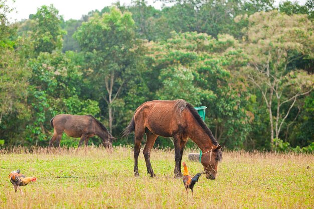 Dois, marrom, cavalos, ligado, prado verde