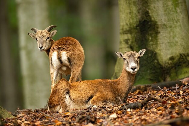 Dois muflões observando por uma árvore de faia dentro da floresta no outono.