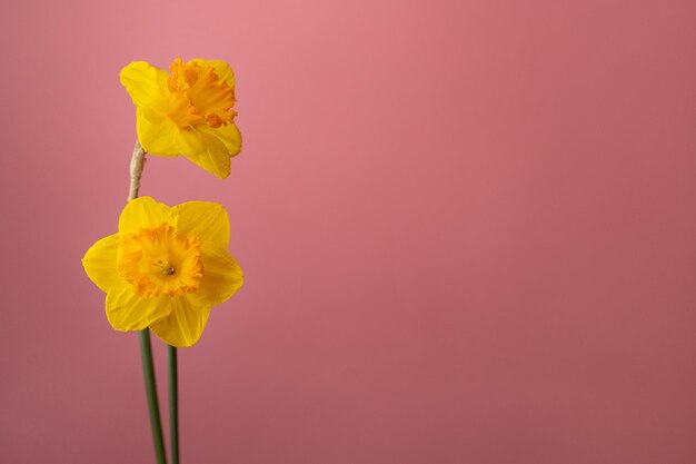 Dois narcisos amarelos em um fundo rosa