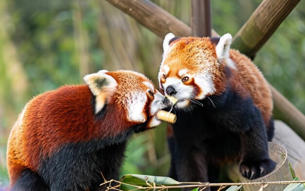 Conheça os pandas-vermelhos, seu amor pelas árvores altas e outras