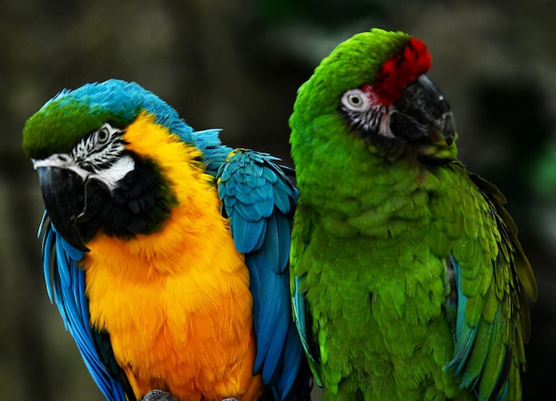 Dois papagaios azul e verde ostentam em um galho