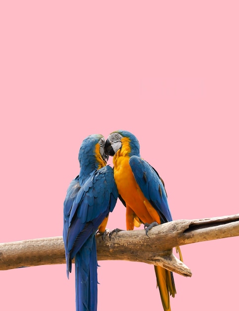 Dois papagaios coloridos empoleirados em um galho de árvore com fundo rosaConcept Valentine bird With clipping path