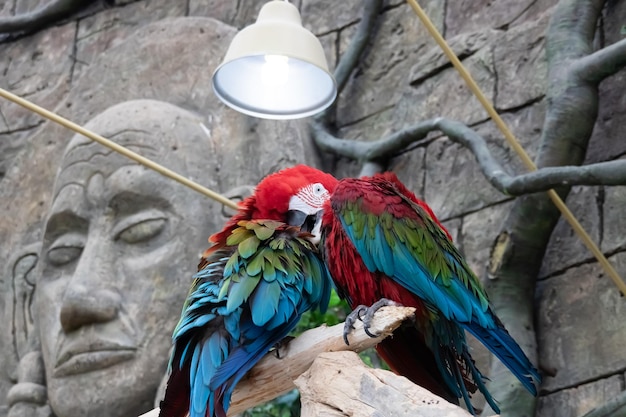Dois papagaios coloridos sentam-se em um galho