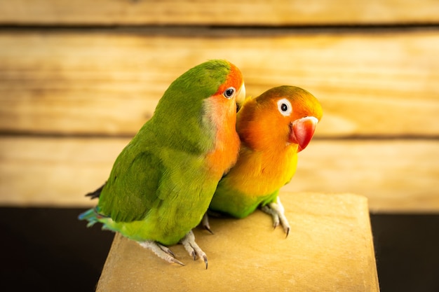 Dois papagaios multicoloridos inseparáveis em um fundo de madeira