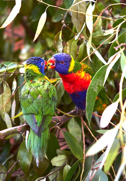 Dois papagaios multicoloridos sentam-se em um galho de uma árvore verde e se beijam