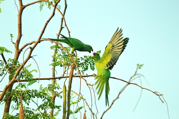 Foto dois papagaios verdes