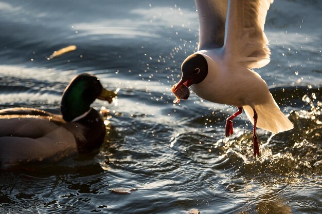 Foto dois pássaros a voar sobre o lago