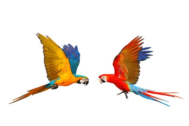 Dois pássaros coloridos com um fundo branco com um peixe em seu bico.