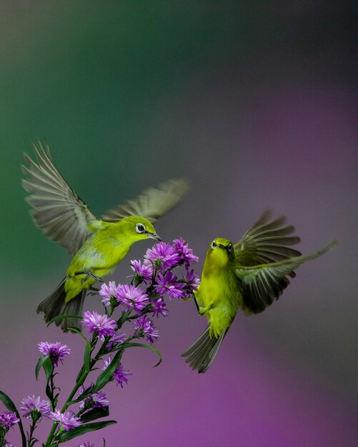 Foto dois pássaros de olhos brancos se alimentando do néctar de flores roxas em um fundo roxo desfocado